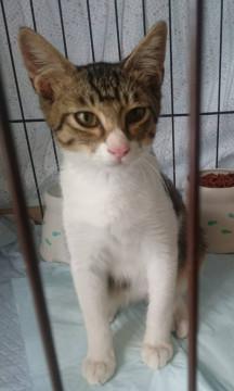 やんちゃな男の子です