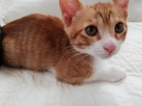 かわいい茶白　1号