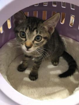 超可愛らしい猫モデルタイプキジ柄男の子