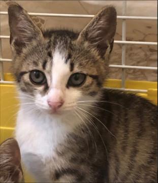 シャイで穏やかなキジトラ白♂