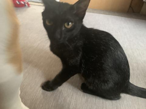 よくなつく黒猫の男の子