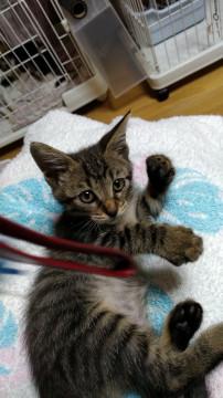 キジトラちびっこのミニ君