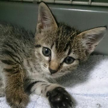 元気いっぱいキジトラ女の子