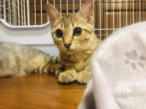 可愛いパルちゃん