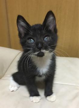 美猫姉妹 甘えん坊ちゃん①