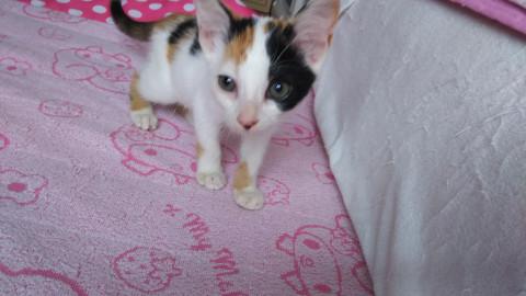 小さめ２ヶ月の女の子