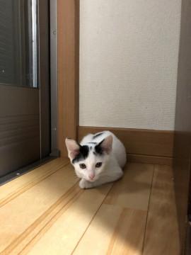 小さな白黒ちゃん^ ^