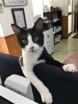 瀕死から奇跡の回復をしたミラクルな子猫！