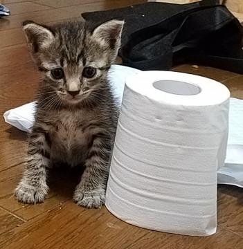 1ヶ月の可愛すぎる女の子です