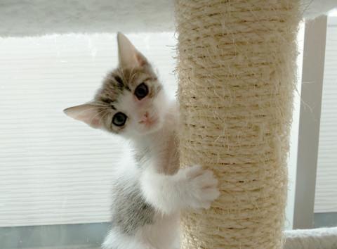 まん丸お目目のつかさくん