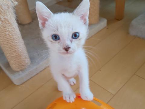 ブルーの瞳のこすもくん