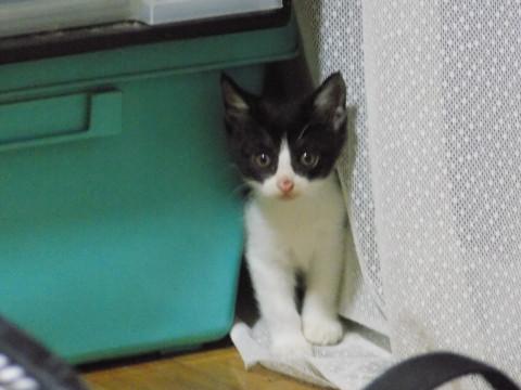 ハチワレ猫の里親様を募集しております！