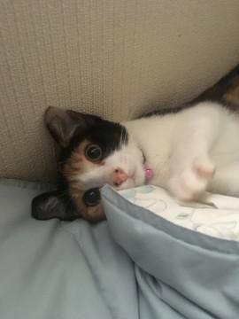 とても甘えん坊の三毛猫ちゃん