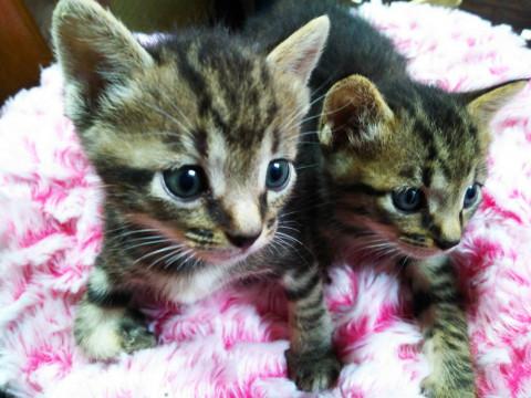 ミルク育ち♡子猫♡450gでした