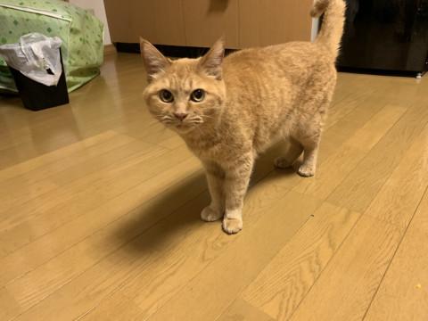 人も猫も大好き茶トラちゃん！