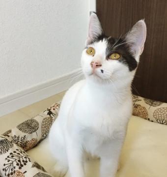 おっとりさん