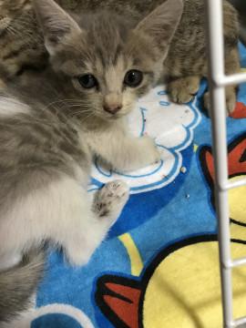 右脚が…でも!愛しいニャンコです。