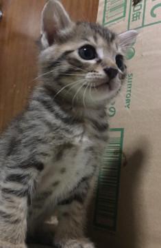 4兄妹、茶系キジトラ男の子