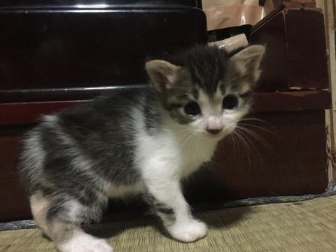 4兄妹、キジシロの男の子