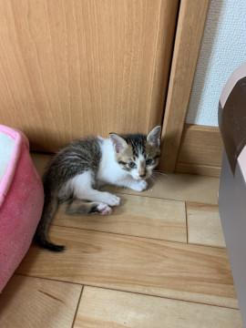 可愛い 雉白ぼうや (*^^*)