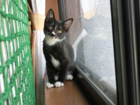 ちょこまか後追いの甘ったれ君