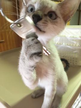 トライアル中です。