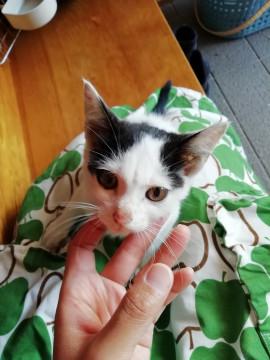 白黒イケメン君