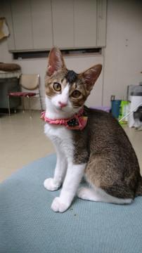 三毛猫っぽい変わった柄の男の子