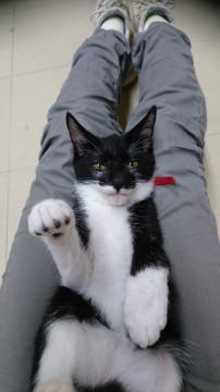 ギズモさん似マスク柄の男の子