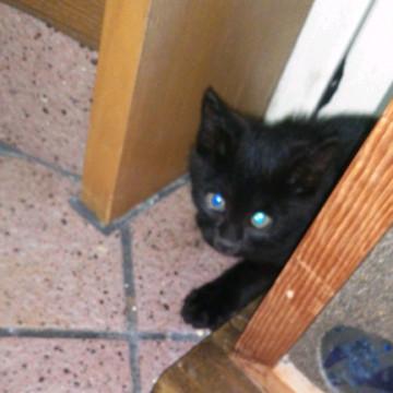 甘えん坊の黒猫チカちゃん