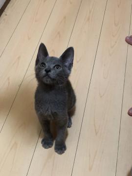 綺麗なロシアンブルー風ゴロスリちゃん