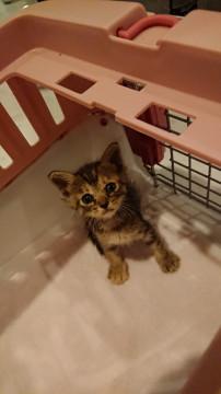 元気印のキジトラちゃん