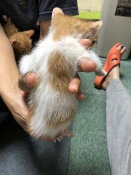 オレンジ×白の子猫