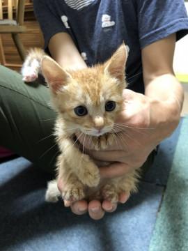 4匹の保護猫達