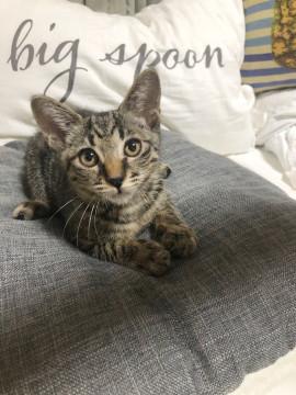 マッサージ（ふみふみ）が上手な甘えんぼ