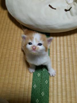 茶白のこまっちゃ