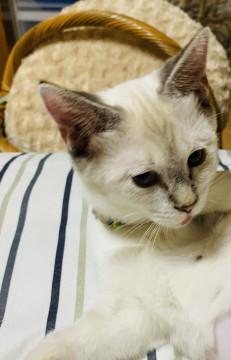 3.5ヶ月☆青い目のシャムMIX☆女の子