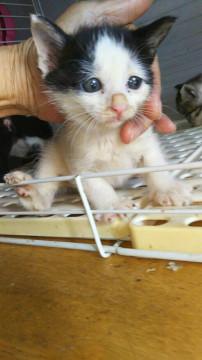 生後1ヶ月半、特徴ある白黒の女の子♀