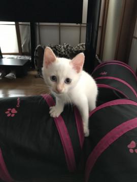 凄く慣れてるホワイトにゃんこ
