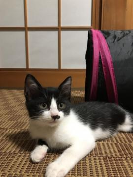 可愛いハチワレ美猫ちゃん
