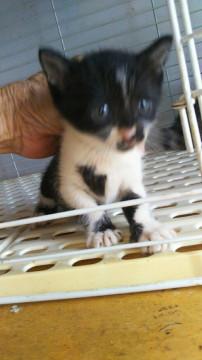 生後1ヶ月半、個性溢れる黒白の女の子♀