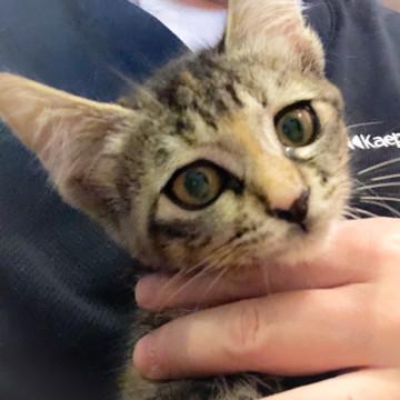 かわいいキジトラ女の子❤️