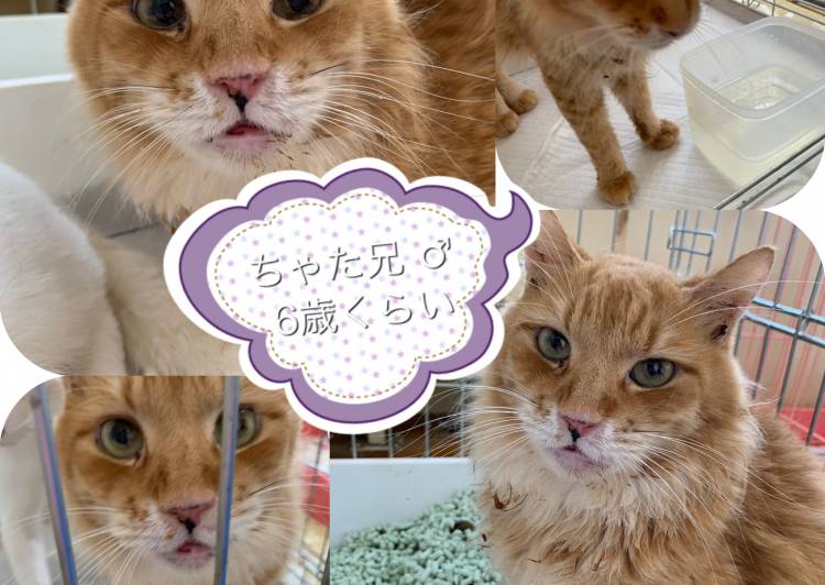 北海道の猫の里親募集 苫小牧市 ネコジルシ