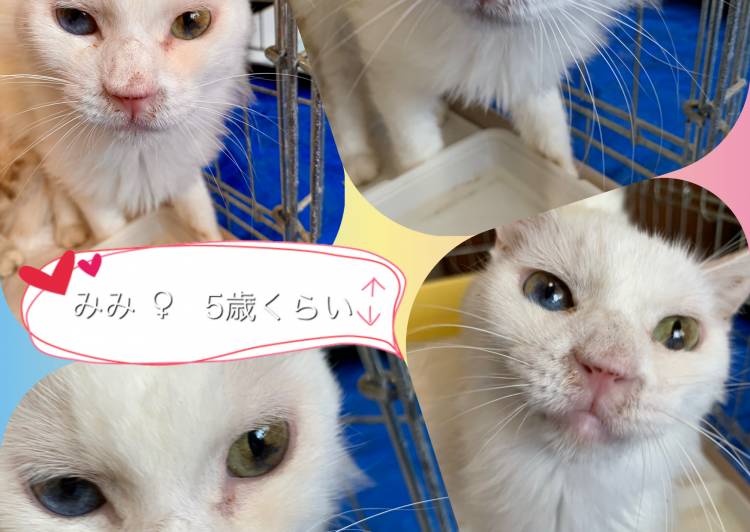 北海道の猫の里親募集 苫小牧市 ネコジルシ