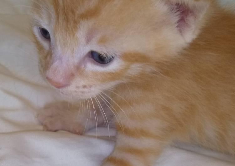 愛知県の猫の里親募集 豊田市 ネコジルシ 愛知県の猫の里親募集 豊田市 ネコジルシ