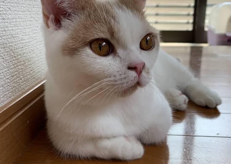 栄養 パッケージ ささいな 保護 猫 マンチカン Kjc08 Jp
