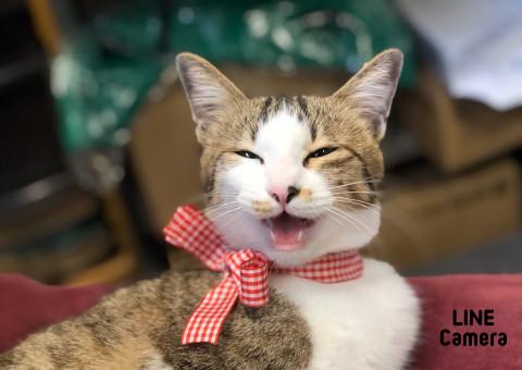 くせになる性格のキジ白女の子