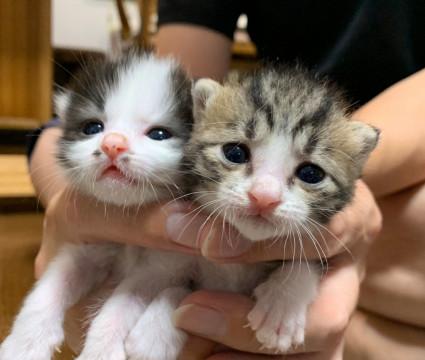 9月15日産まれの兄妹子猫