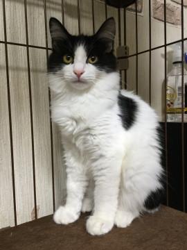 つやうる中毛の白黒くん