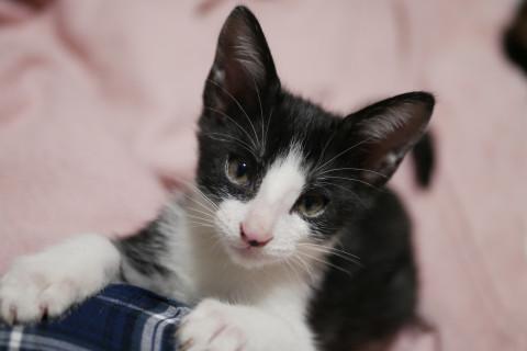 とにかく元気な白黒はちわれ男の子